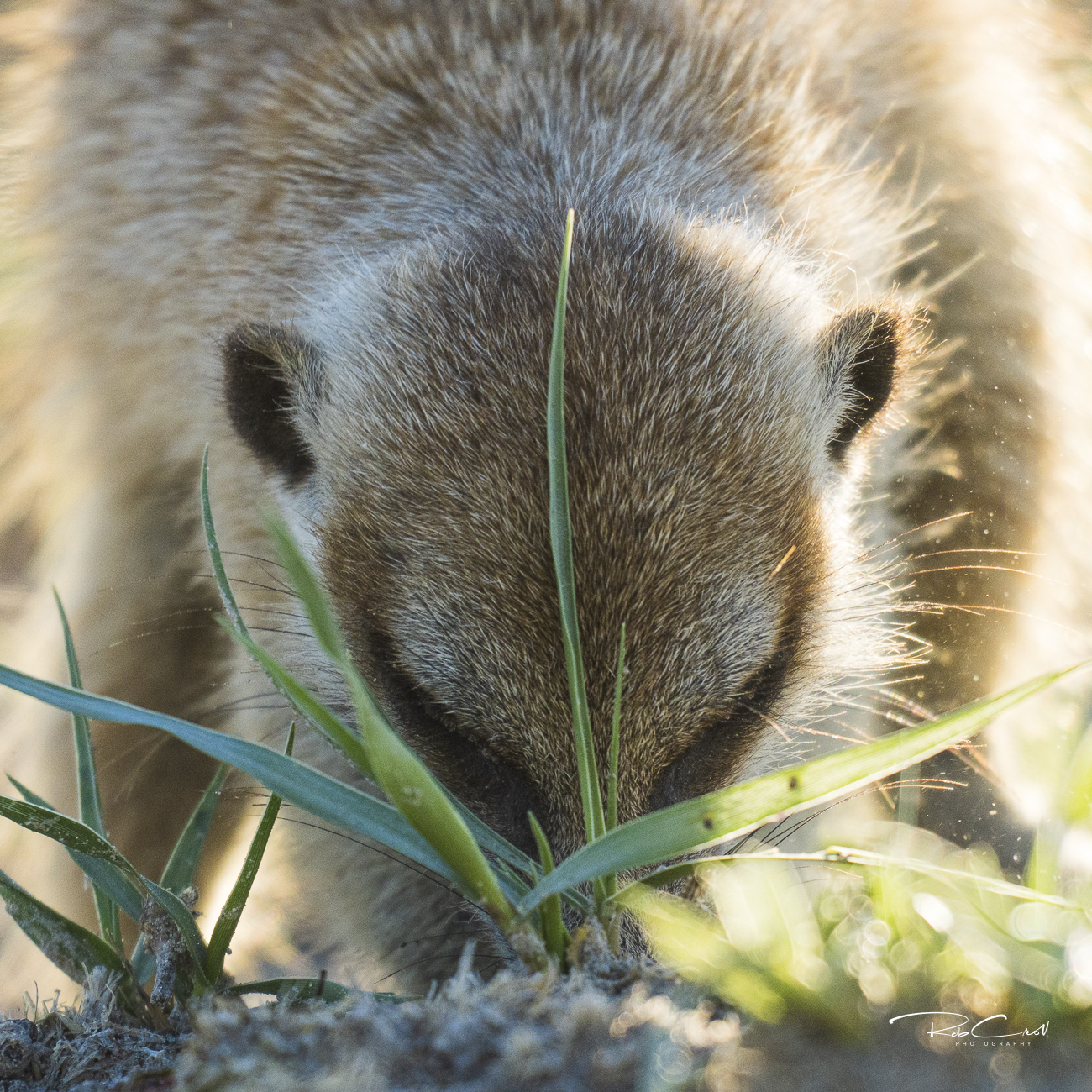 Meerkat digging